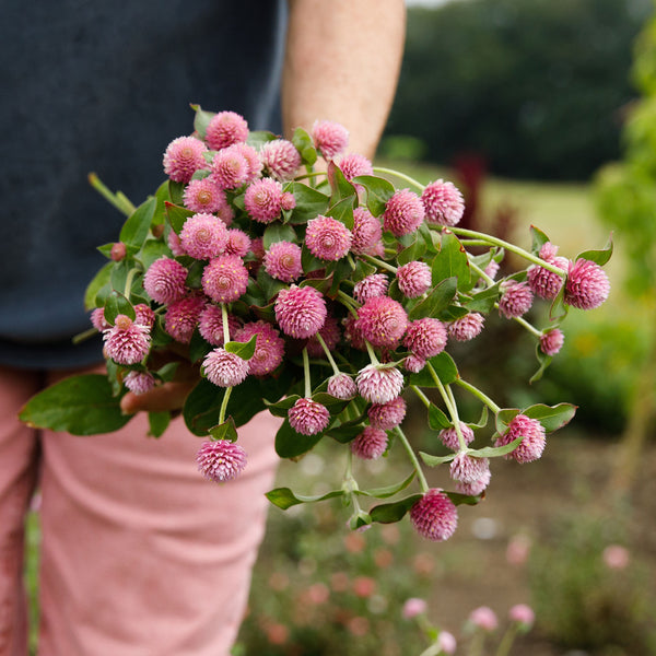 Globe Amaranth 'Salmon Pastel'