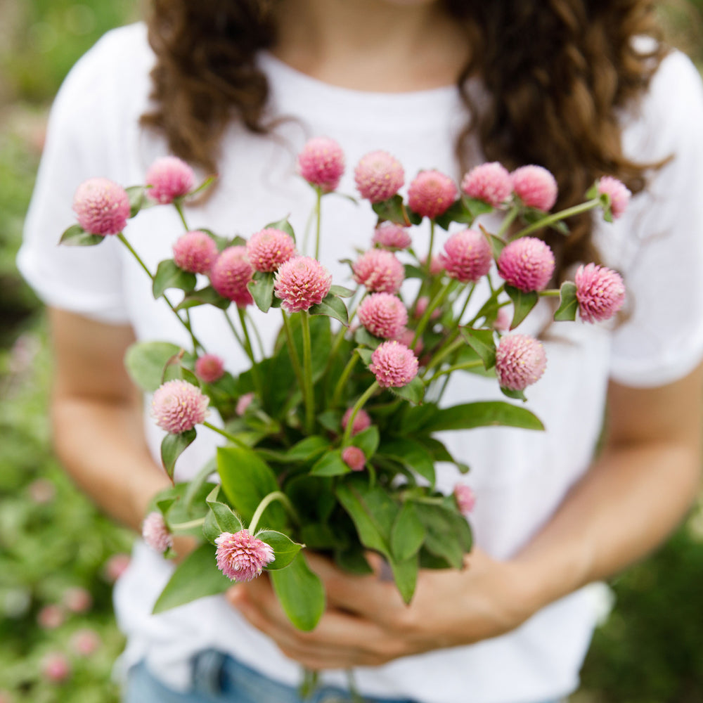 Globe Amaranth 'Salmon Pastel'