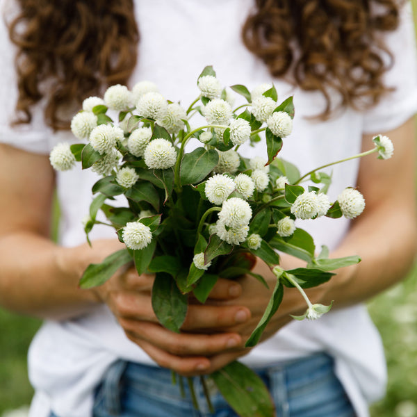 Globe Amaranth 'White'