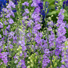 Larkspur 'QIS® Lilac'