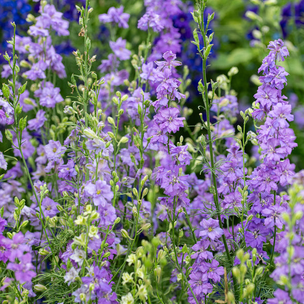 Larkspur 'QIS® Lilac'