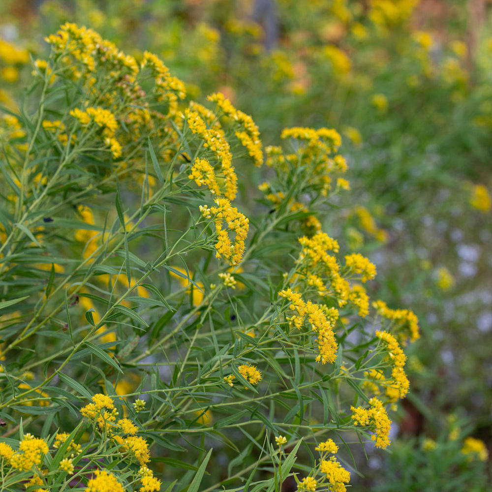 Grass-leaved Goldenrod