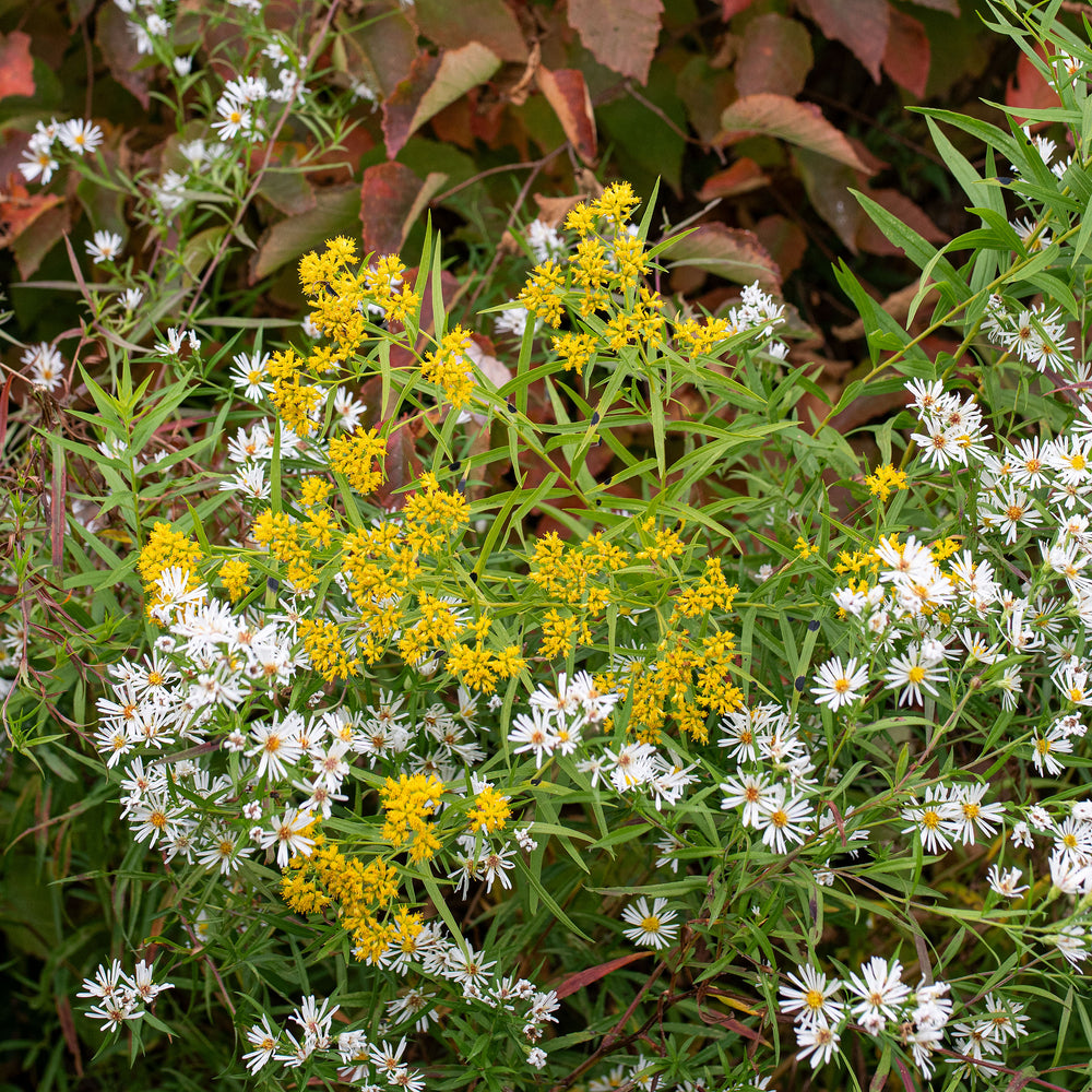 Grass-leaved Goldenrod