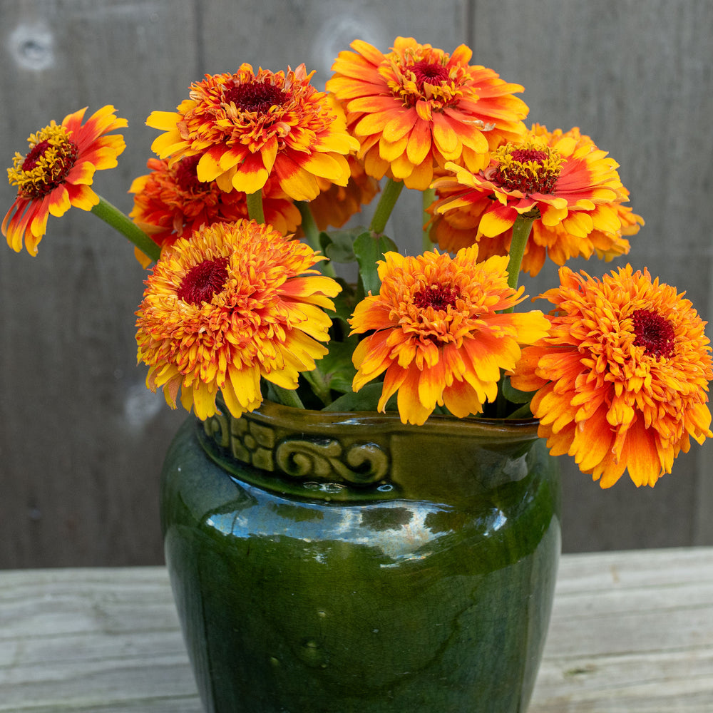 Zinnia 'Zinderella Zest'