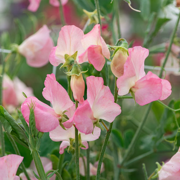 Sweet Pea 'Rosay' Organic