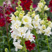 Snapdragon Madame Butterfly™ 'Ivory' F1 - S2