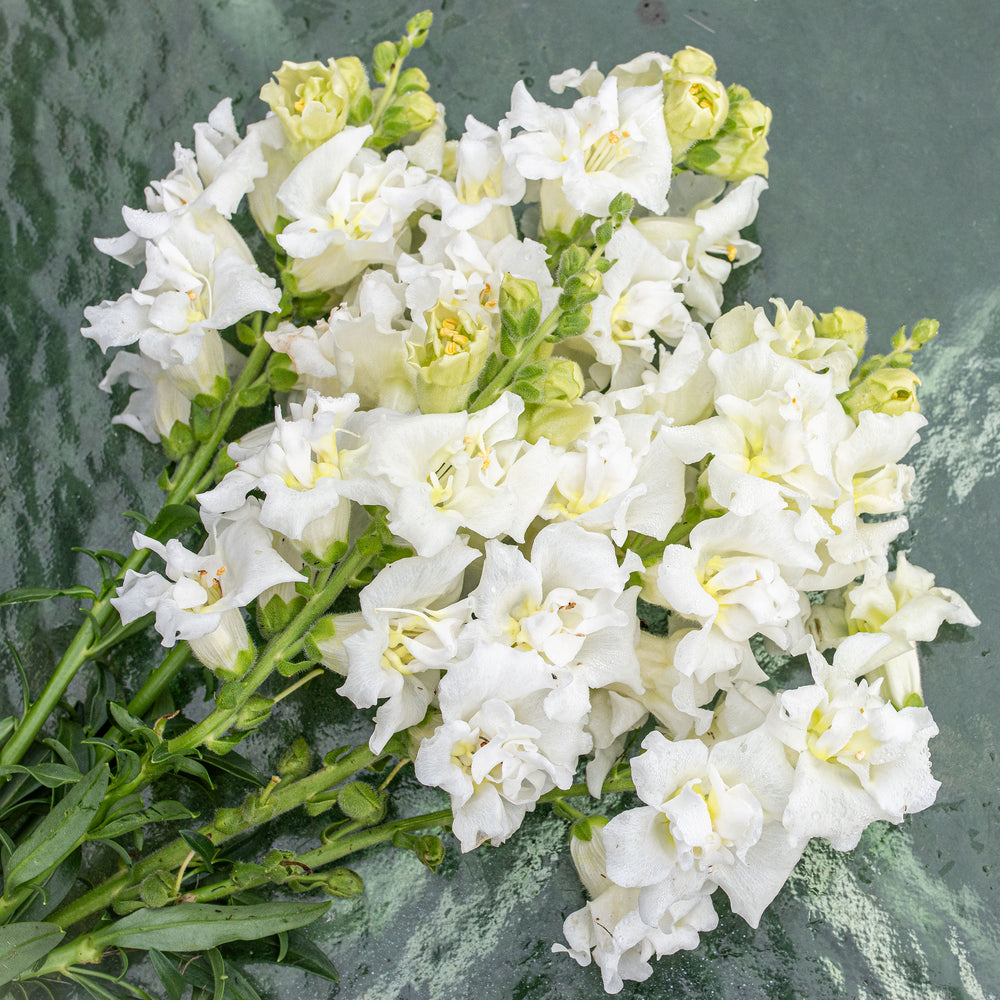 Snapdragon Madame Butterfly™ 'Ivory' F1 - S2