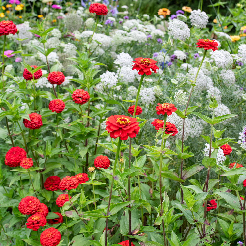 Zinnia 'Oklahoma Scarlet'