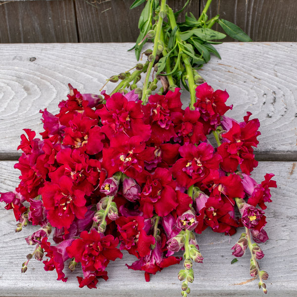 Snapdragon 'Madame Butterfly™ Red' F1