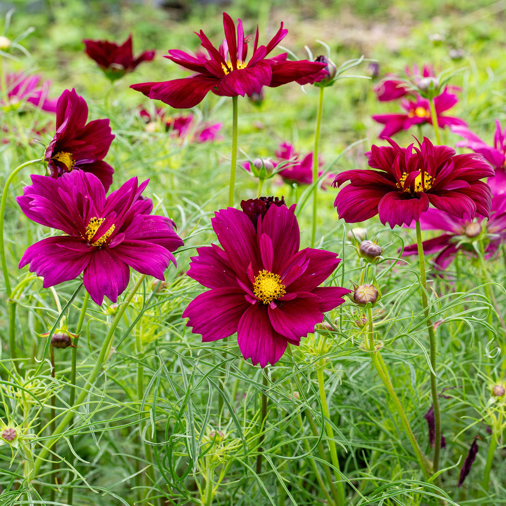 Cosmos 'Fandango'