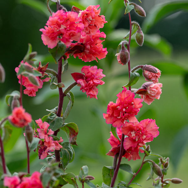 
    



Clarkia 'Orange'
