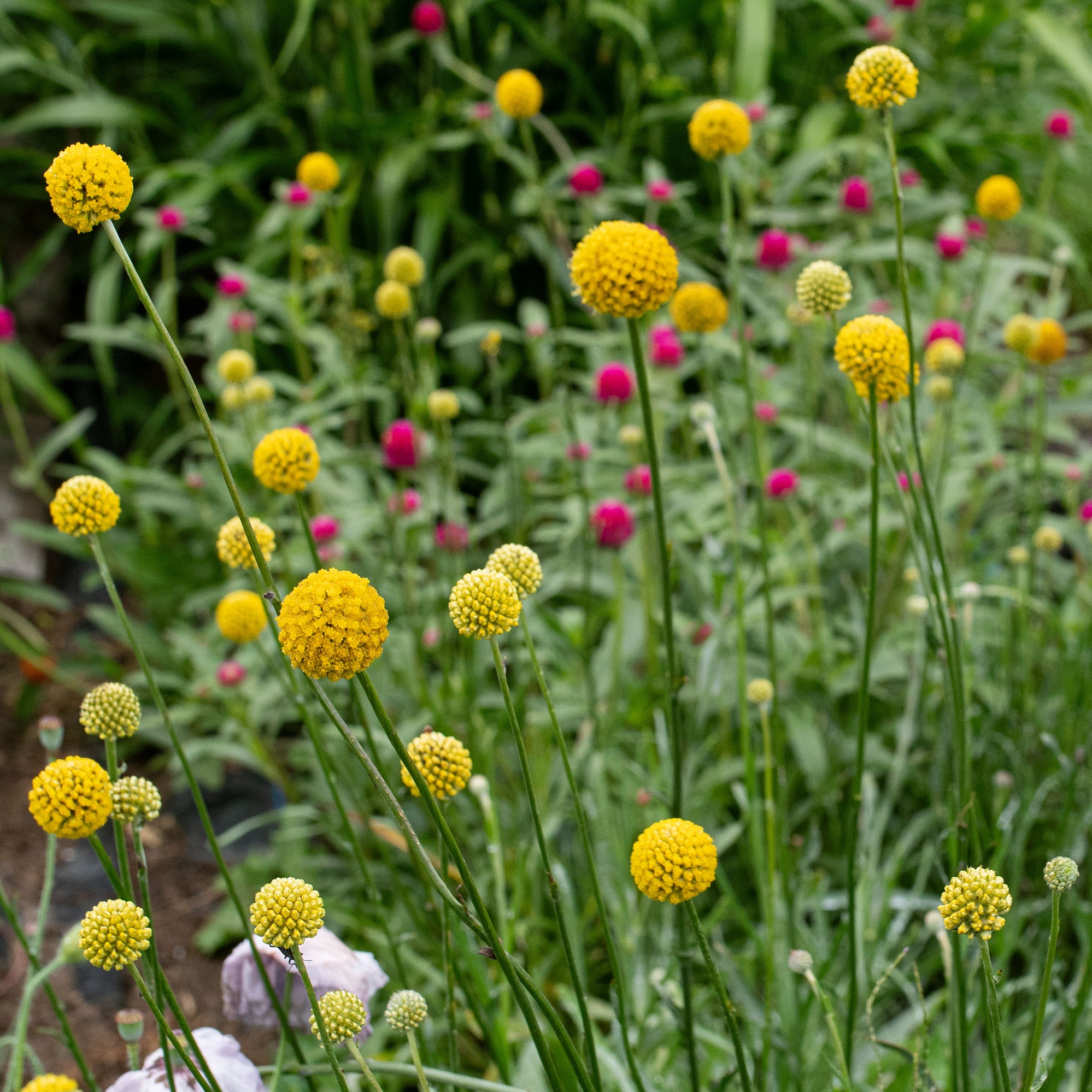 Billy Buttons