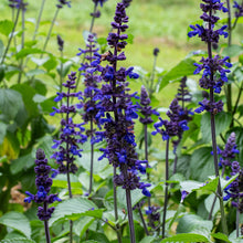 Salvia 'Big Blue'