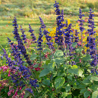 
    



Salvia 'Big Blue' 
