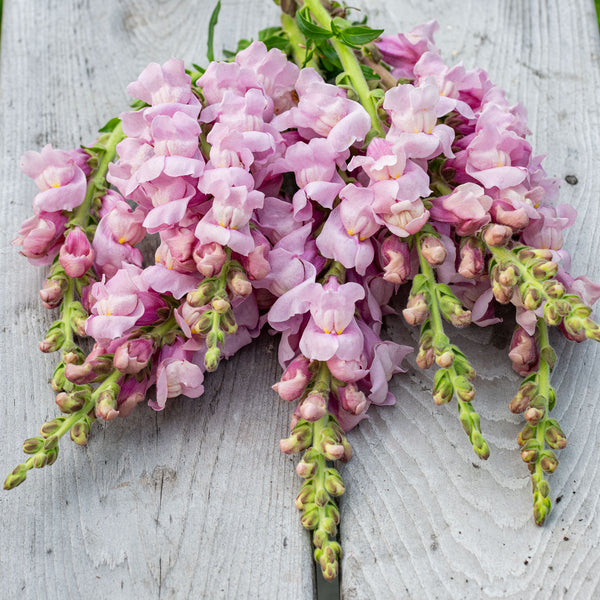 
    



Snapdragon 'Potomac® Lavender' F1 
