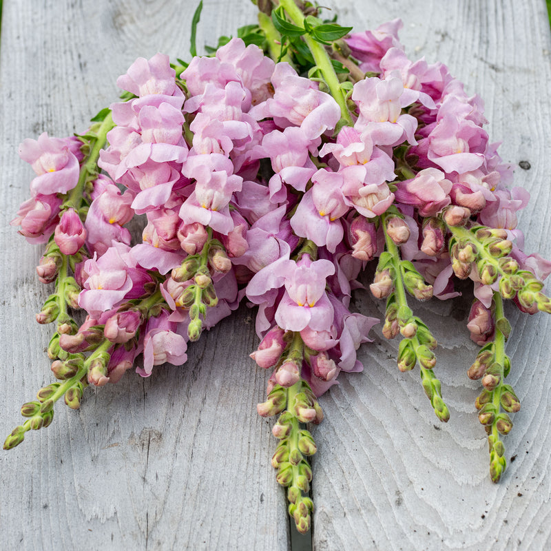 
      



Snapdragon 'Potomac® Lavender' F1 
    