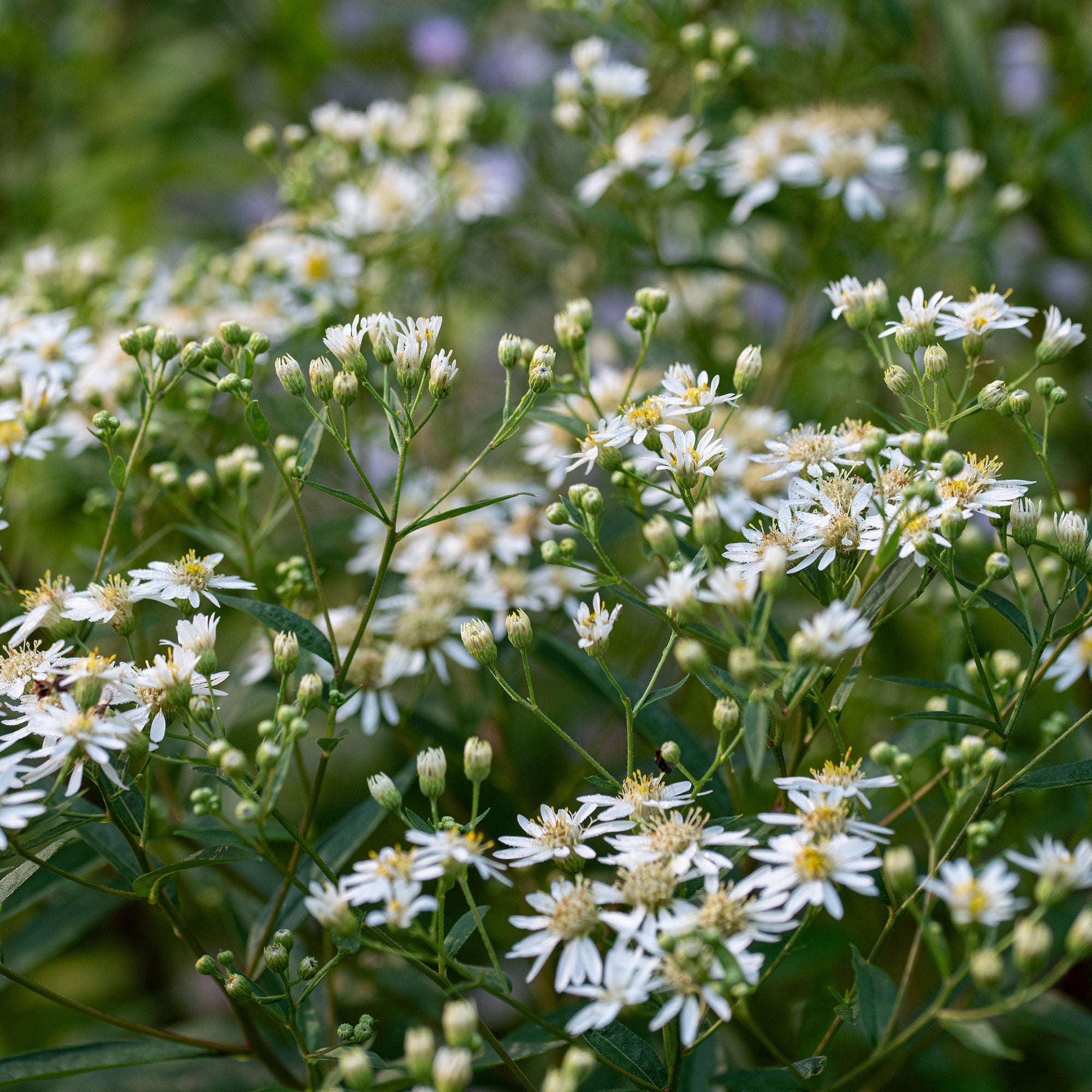 Flat-topped Aster