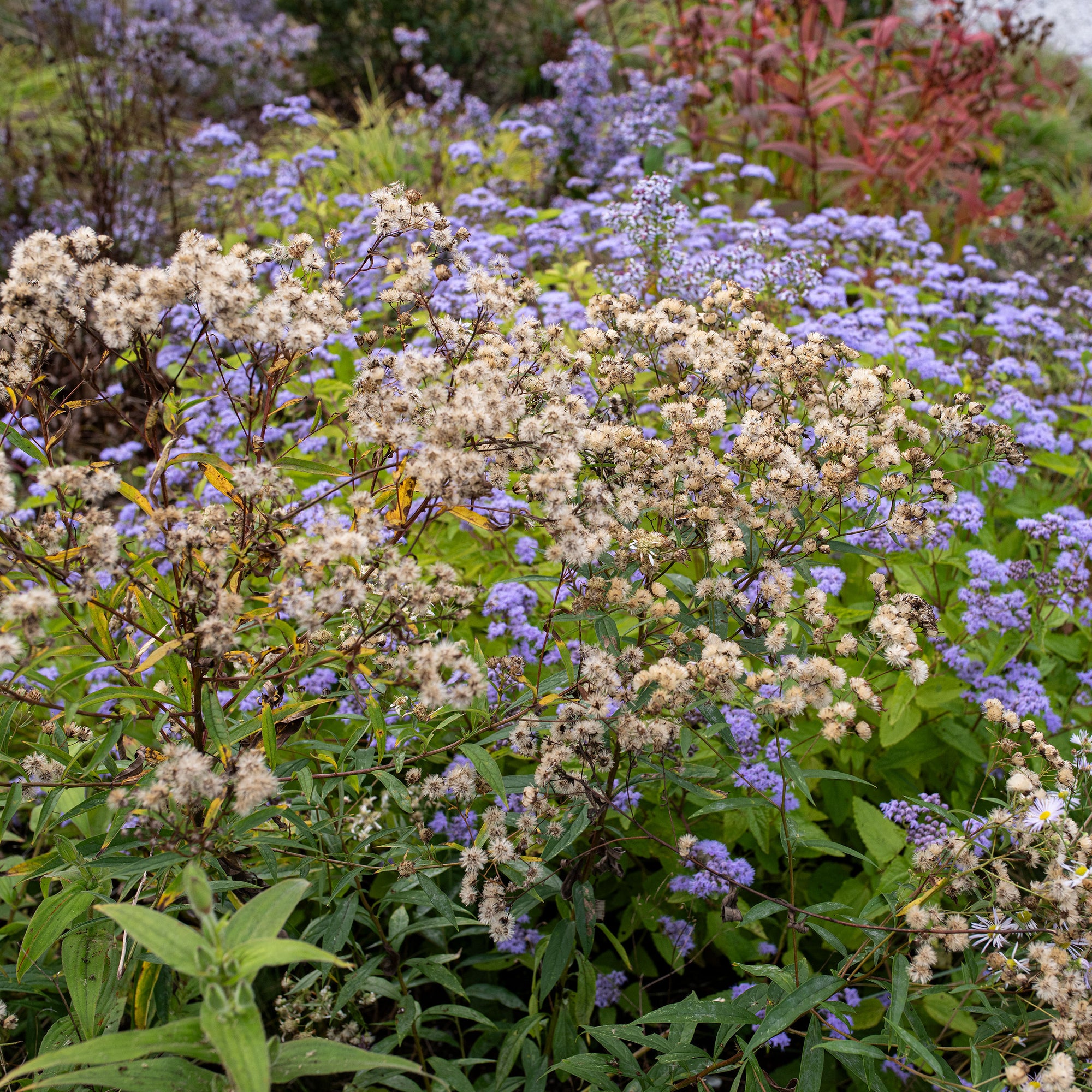 Flat-topped Aster