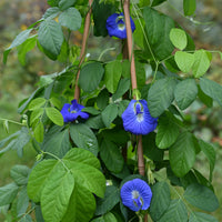 
    



Butterfly Pea Flower
