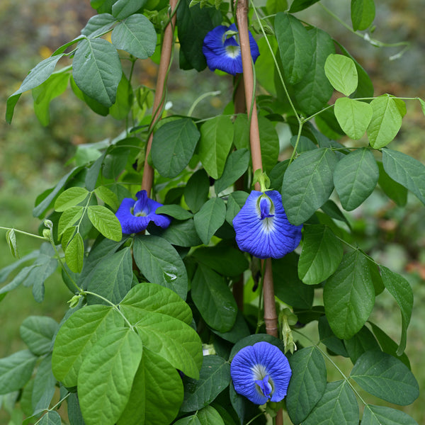 Butterfly Pea Flower