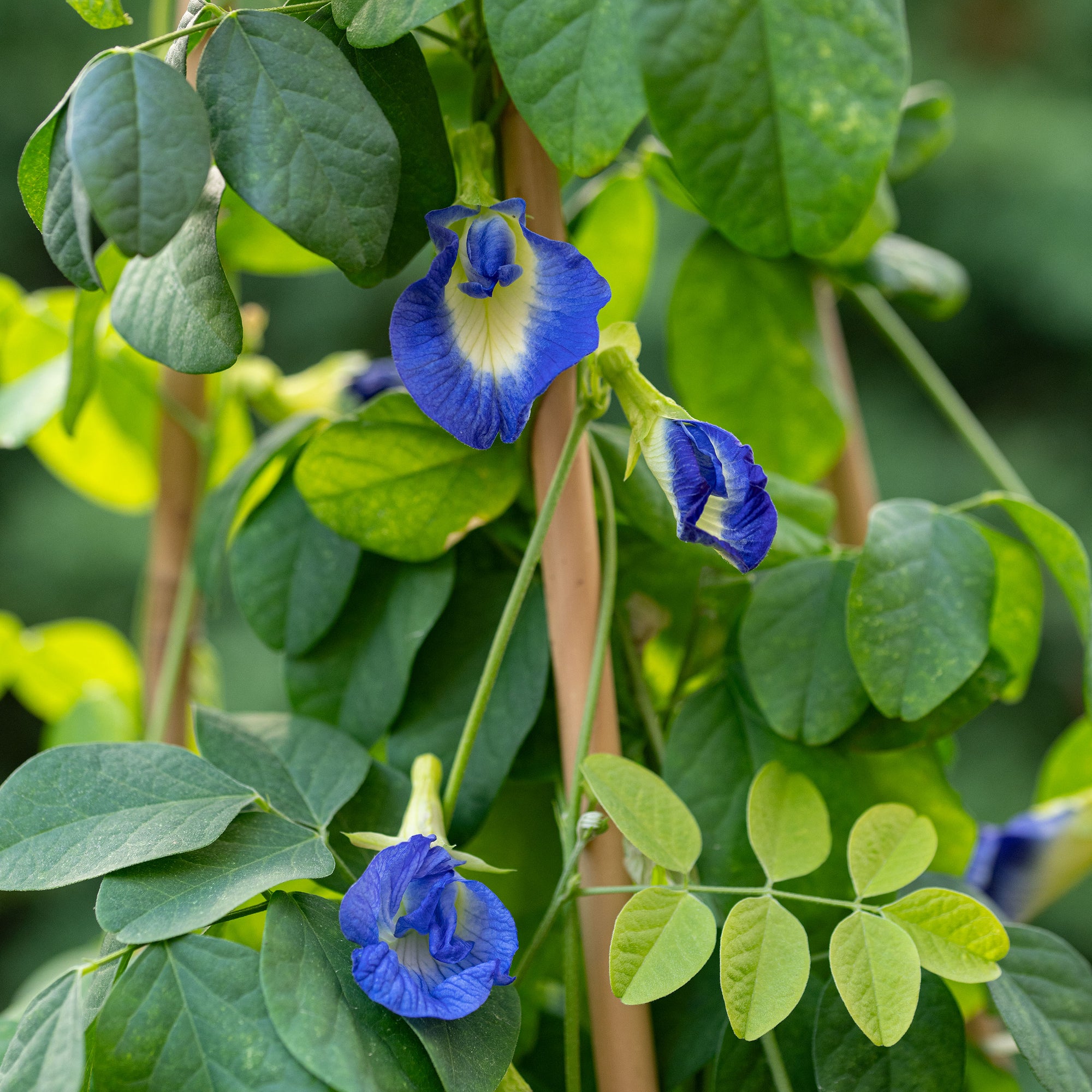 Butterfly Pea Flower