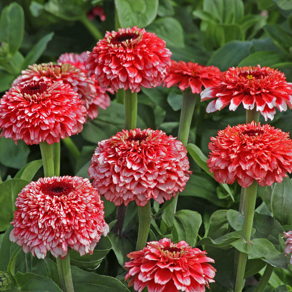 
    



Zinnia 'Zinderella Fizz'
