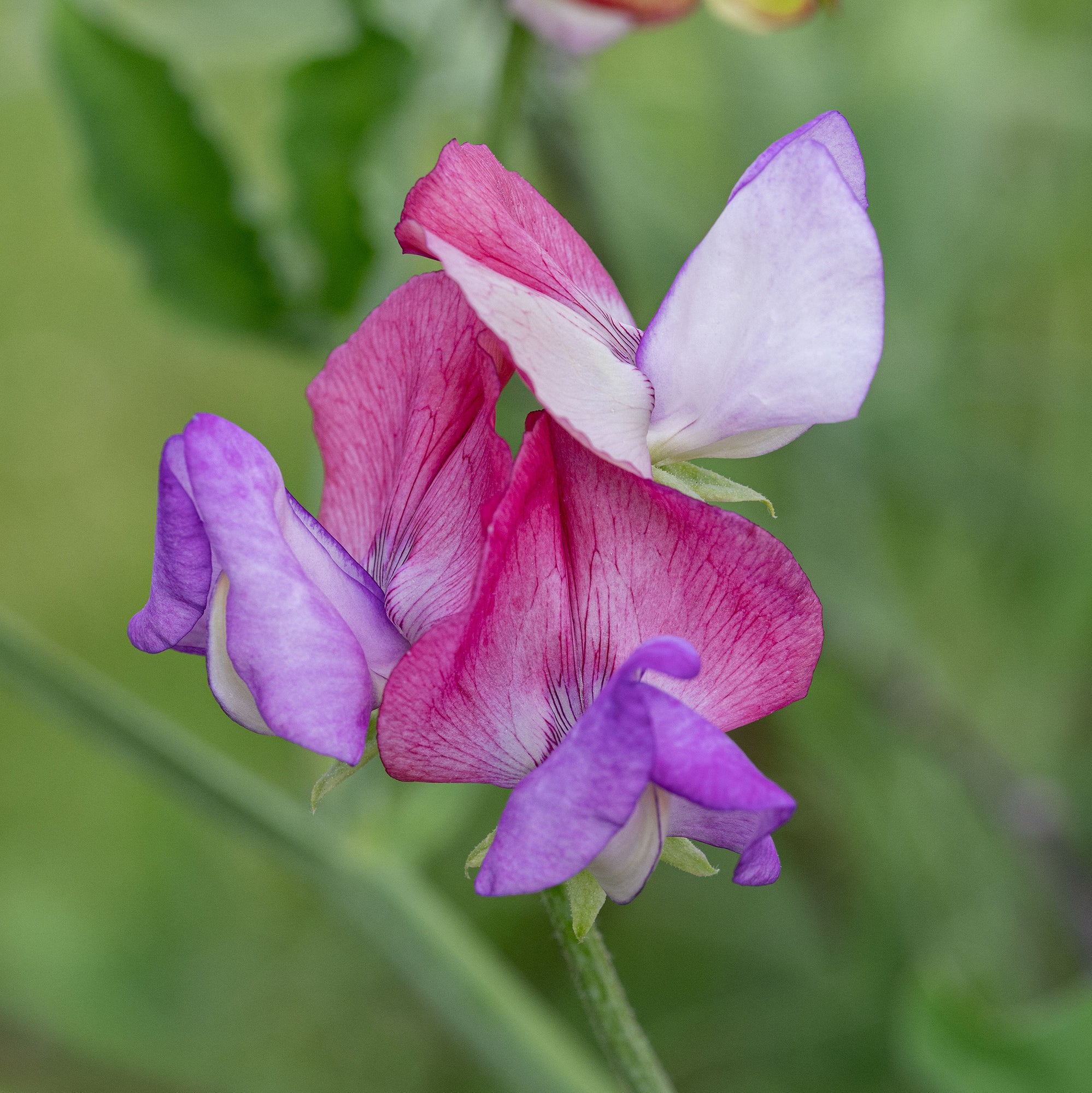 Sweet Pea 'Fire and Ice' Organic