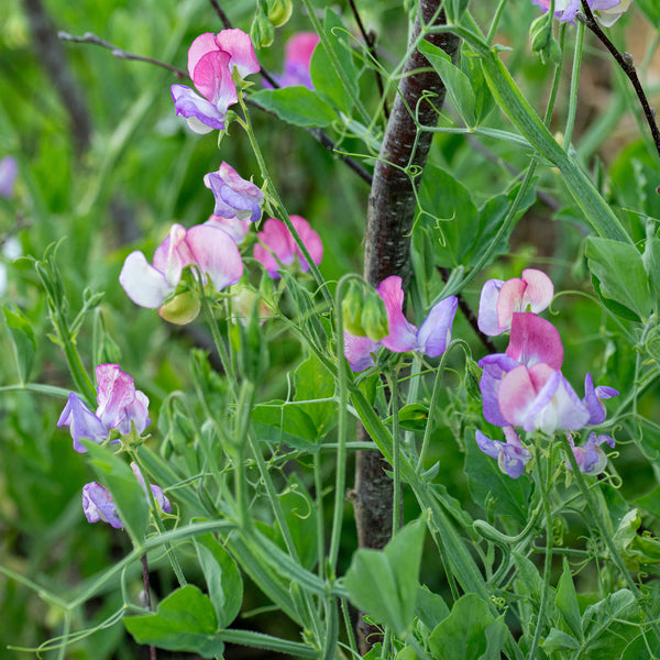 Sweet Pea 'Fire and Ice' Organic