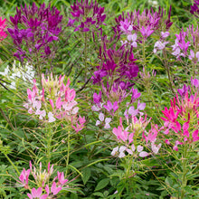 Cleome 'Sparkler™ 2.0 Mix' F1