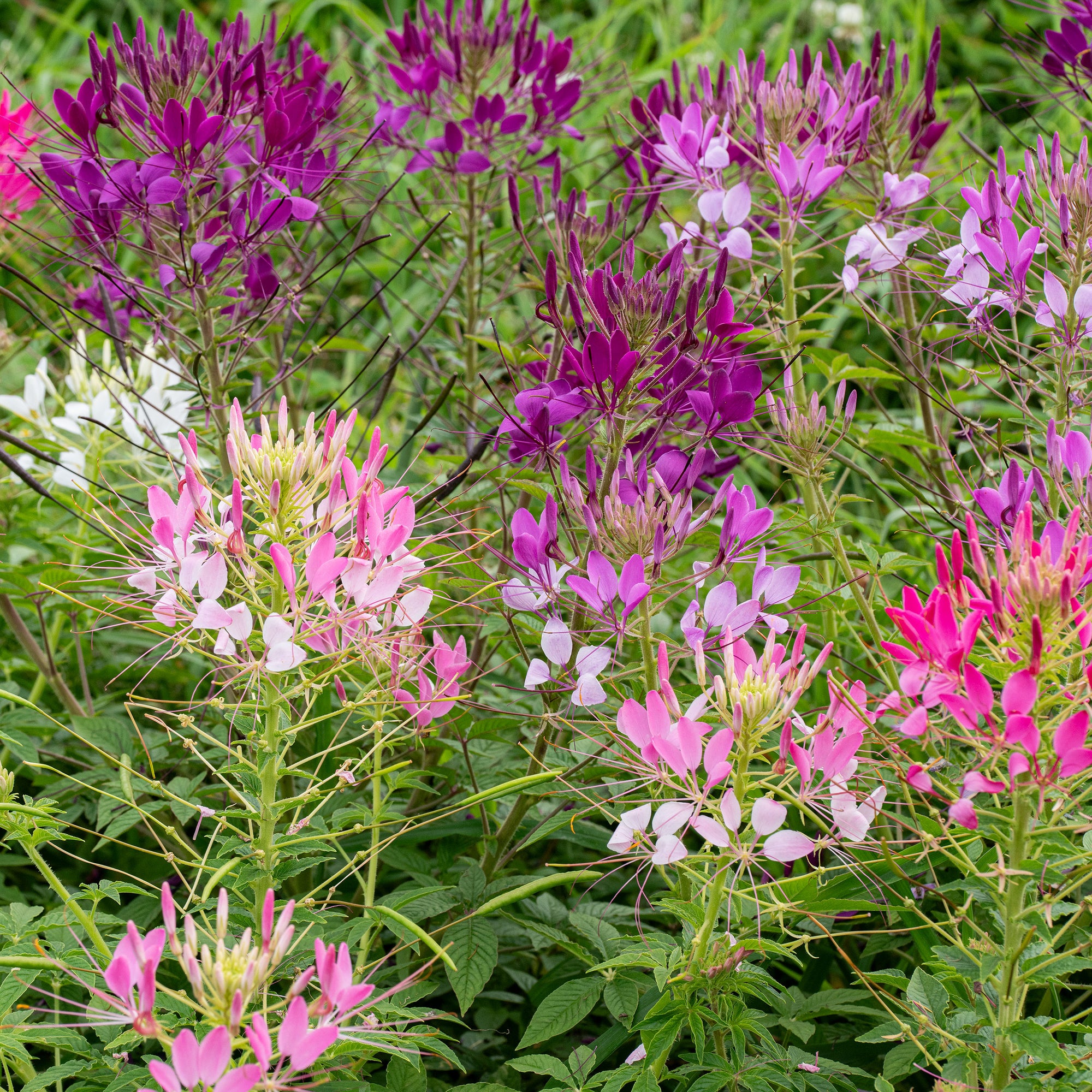 Cleome 'Sparkler™ 2.0 Mix' F1