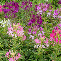 
    



Cleome 'Sparkler™ 2.0 Mix' F1
