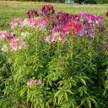 Cleome 'Sparkler™ 2.0 Mix' F1