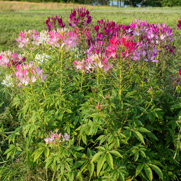 Cleome 'Sparkler™ 2.0 Mix' F1