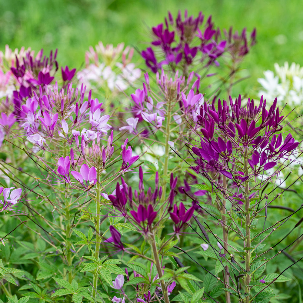 Cleome 'Sparkler™ 2.0 Mix' F1