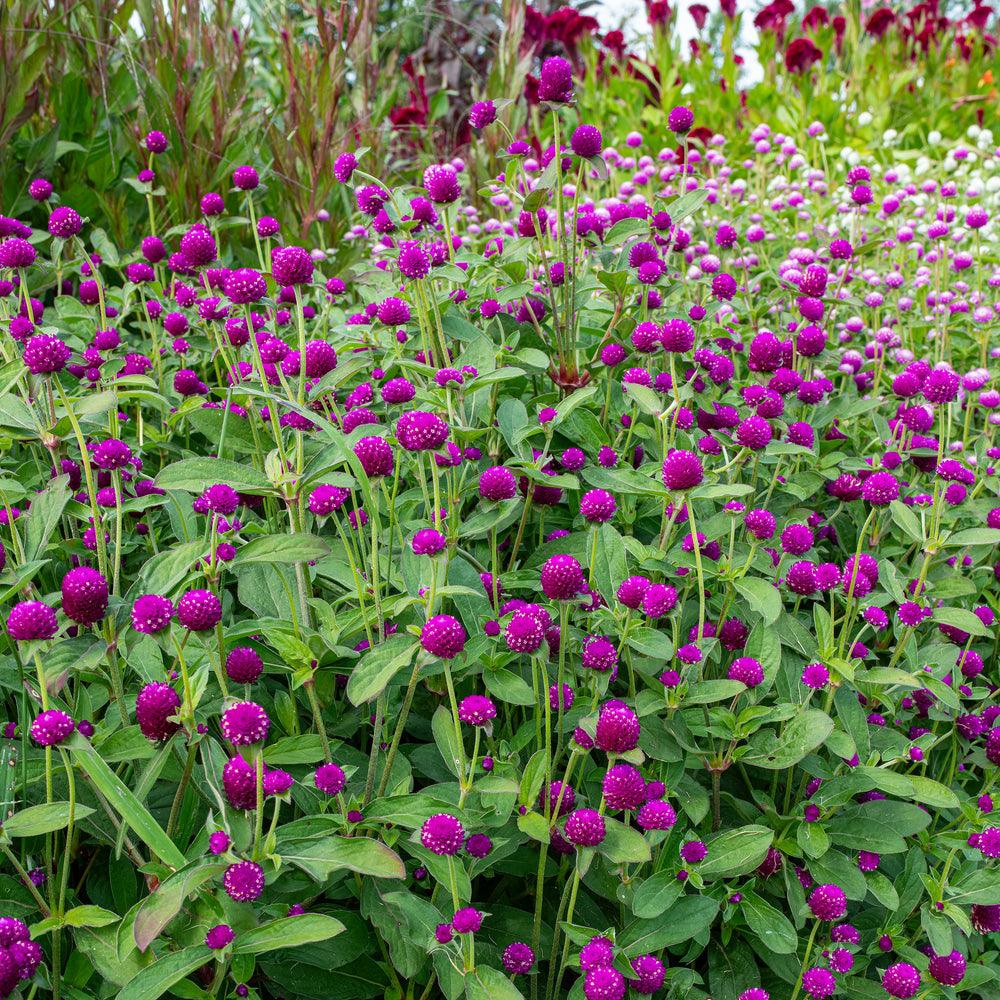 Globe Amaranth 'Purple'