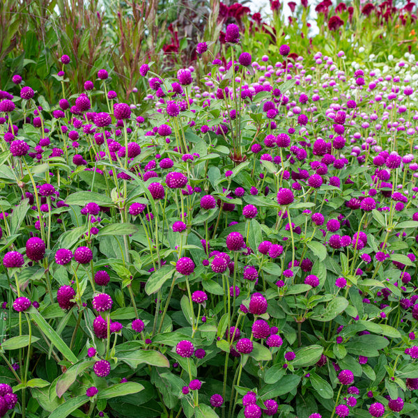 
    



Globe Amaranth 'Purple'
