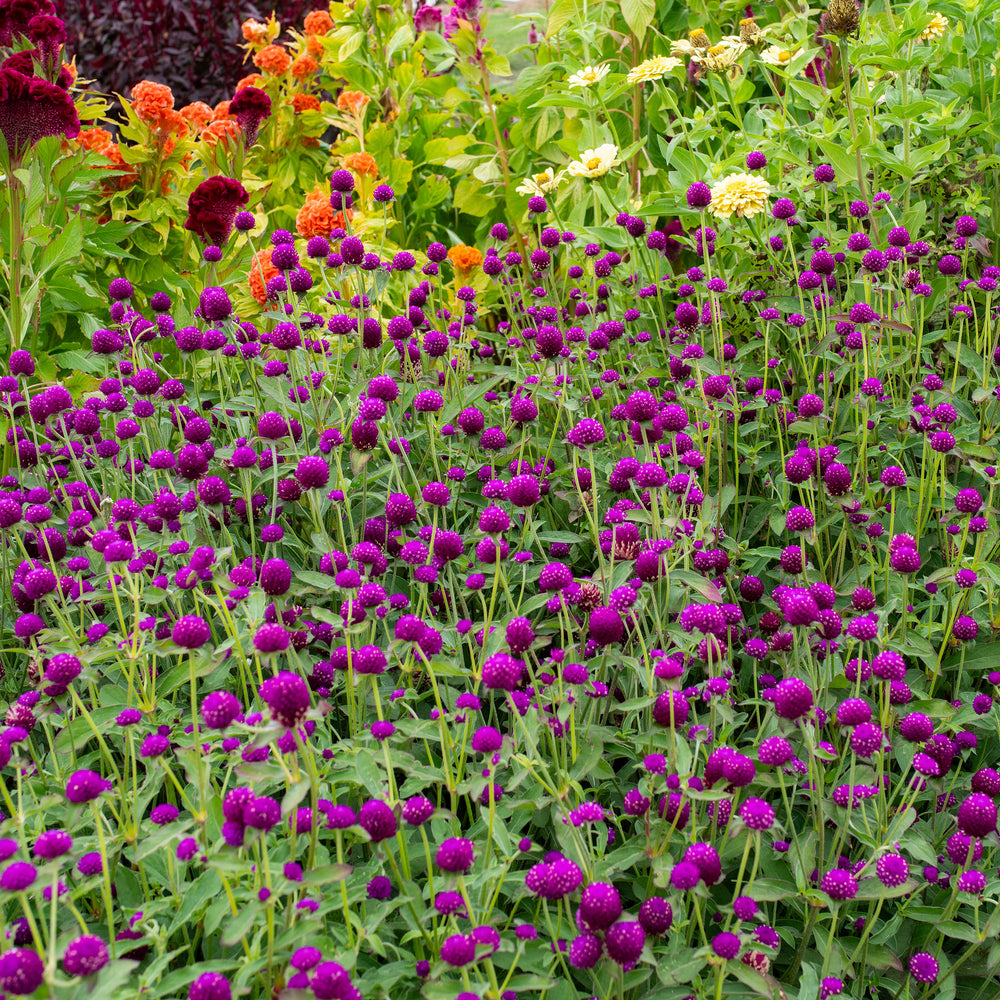 Globe Amaranth 'Purple'