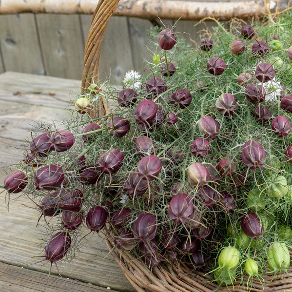 Love-in-a-Mist 'Albion Black Pod'