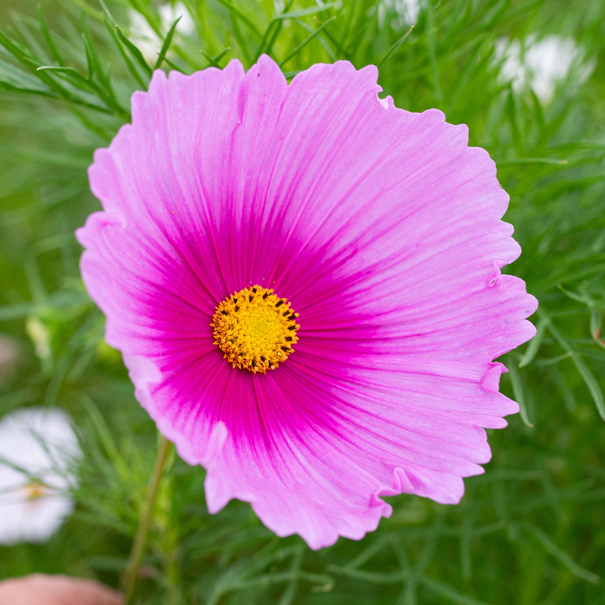 Cosmos 'Cupcakes Cerise Pink'