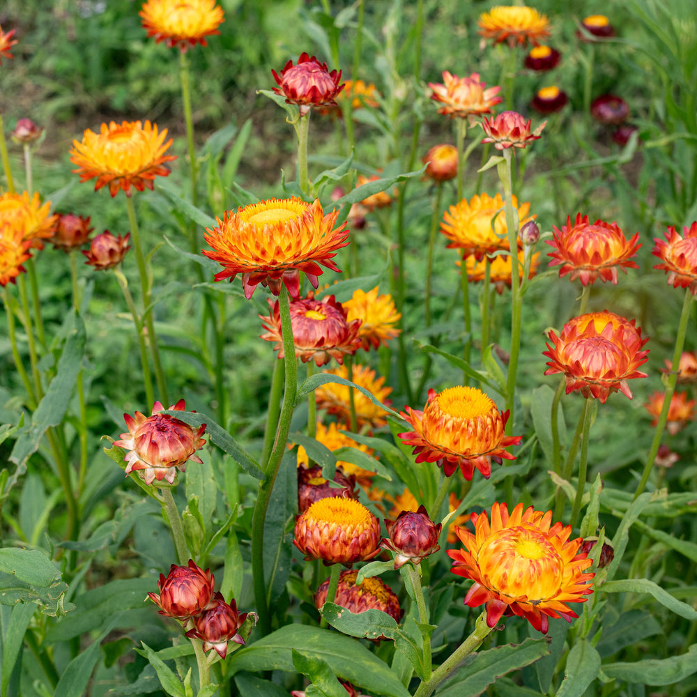 Strawflower 'King Size Orange'