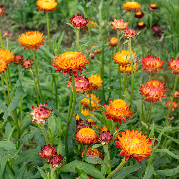 
    



Strawflower 'King Size Orange'
