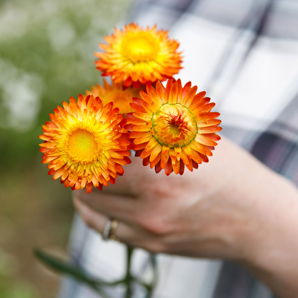 Strawflower 'King Size Orange'