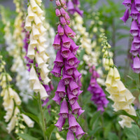 
    



Foxglove 'English Cottage Mix'
