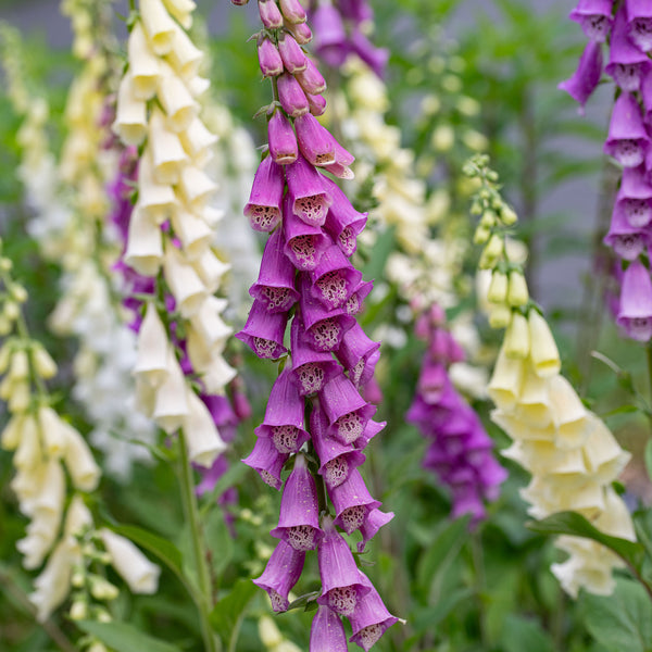 Foxglove 'English Cottage Mix'