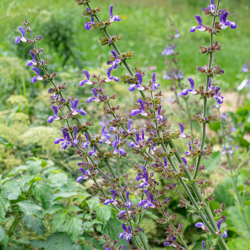 
  



Salvia - Balkan Sage
