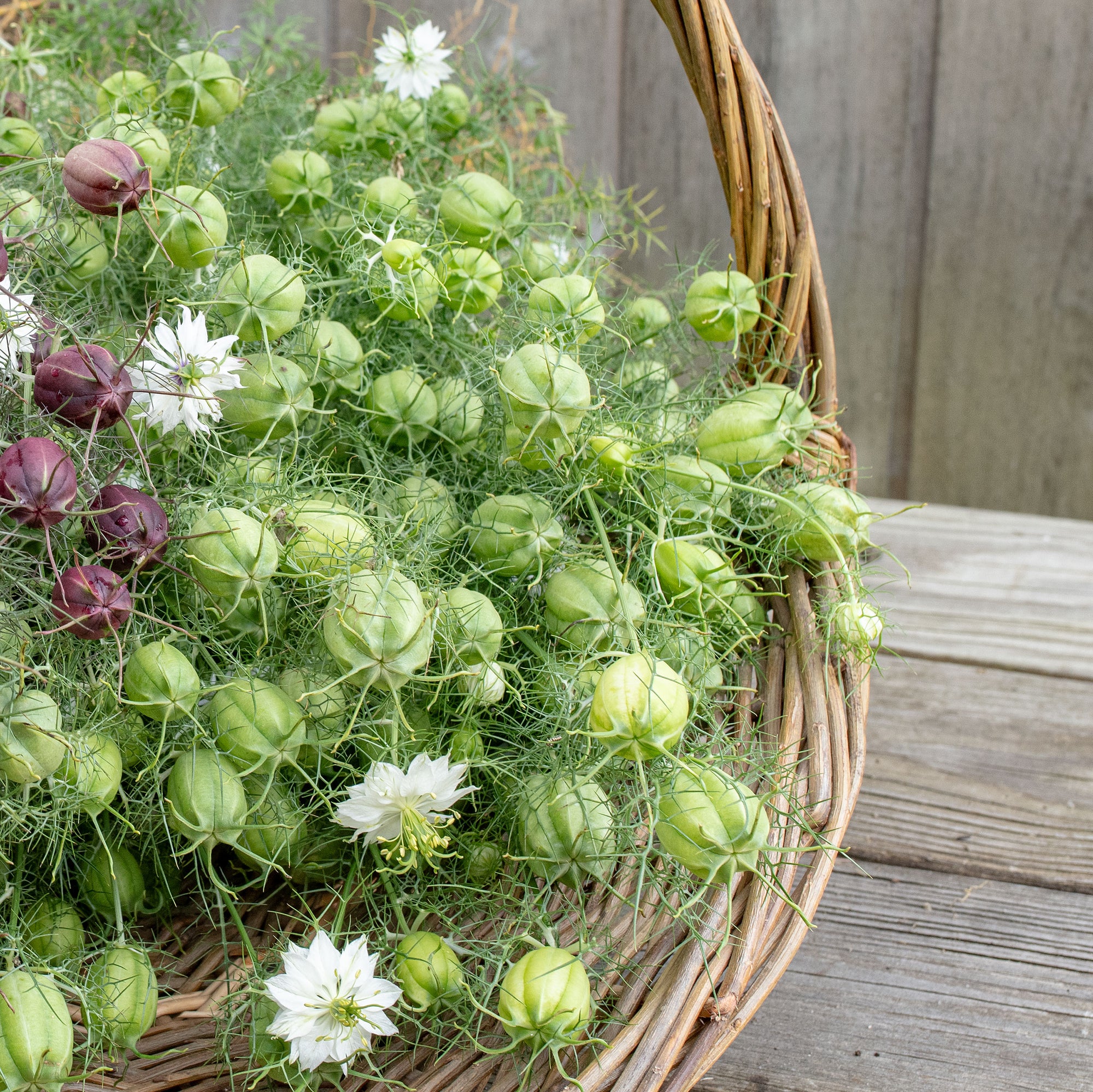 Love-in-a-Mist 'Albion Green Pod'