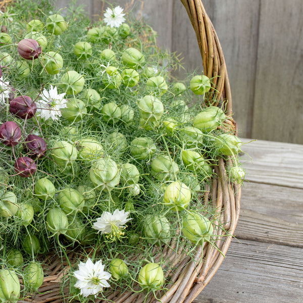 
    



Love-in-a-Mist 'Albion Green Pod'
