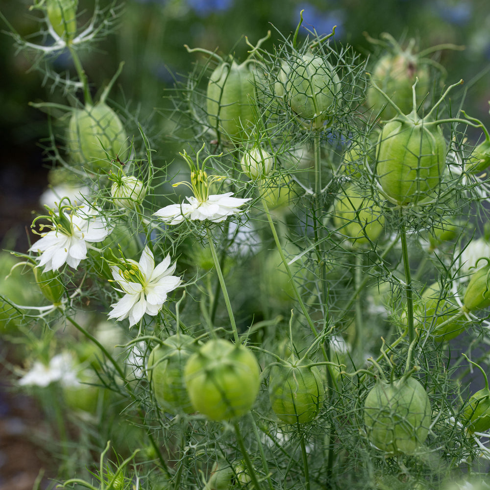 Love-in-a-Mist 'Albion Green Pod'