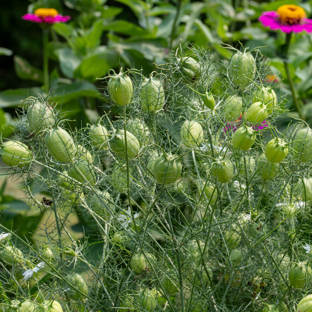 Love-in-a-Mist 'Albion Green Pod'