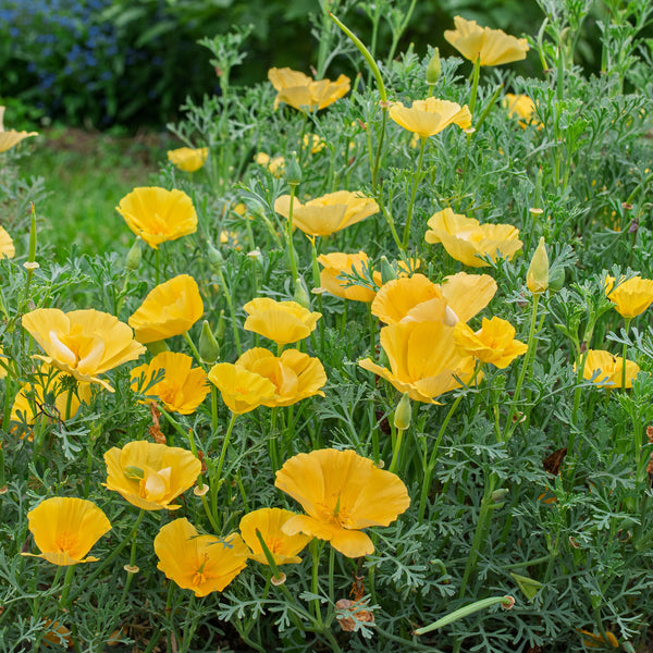 
    



California Poppy 'Butter Bush'
